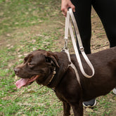 Guia para Cachorro Aquarela Areia